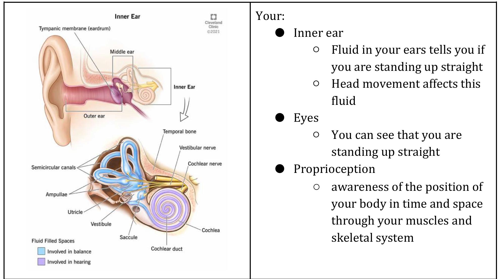 Balance and Preventing Falls